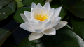 Siam Jasmine - White Hardy Lily