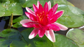 Steven Strawn - Red Hardy Lily