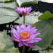 Panama Pacific  purple blooms