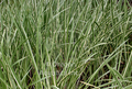 Acorus calamus (Sweet Flag) bare root