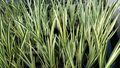 Acorus calamus Variegata (var. sweet flag) gallon