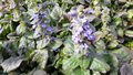 Ajuga reptans 'Catlin's Giant' bare root