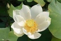 Alba Grandiflora lotus potted