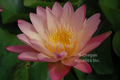 Albert Greenberg - Yellow Orange & Pink day blooming tropical lily bare root