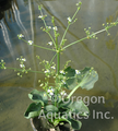 Alisma parviflorum (Spoon leaf plantain) gallon