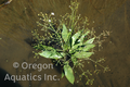 Alisma plantago-aquatica (water plantain) bare root