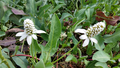 Anemopsis californica (Yerba Mansa / Pine Cone Flower) bare root