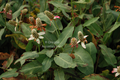 Anemopsis californica (Yerba Mansa / Pine Cone Flower) gal pot