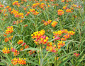 Asclepias curassavica (Mexican Butterfly Plant) gal pot