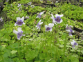 Viola hederacea (Australia Jumping Violet) bare root