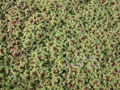 Azolla caroliniana (fairy moss) 1/2 cup