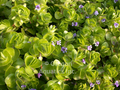 Bacopa lenagera (variegated bacopa) gallon