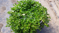 Bacopa monnieri (water hyssop/memory herb) bare root