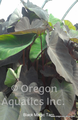 Colocasia esculenta Black Magic gallon