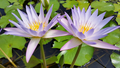 Blink day blooming tropical lily bare root