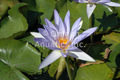 Blue Beauty - Blue Day Blooming Tropical Lily bare root