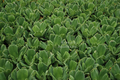 Pistia  Blue Cloud Lettuce