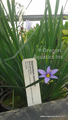 Sisyrinchium montanum (Blue Eyed Grass) bare root