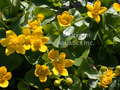 Caltha Palustris (Marsh Marigold) bare root