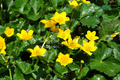 Caltha Polypetala ( bare root)