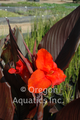 Canna Australia Compact