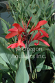 Endeavor (Red) - Canna Longwood bare root