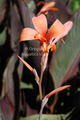 Canna `Intrigue maroon leaved,orange peach flower