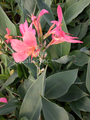Erebus (Pink) - Canna Longwood bare root