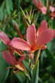 Canna Erebus (pink Longwood canna)