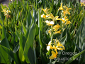 Ra (Yellow) - Canna Longwood bare root