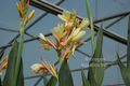 Canna `Patonyellow orange center.