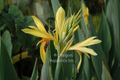 Canna `Patonyellow orange center gallon