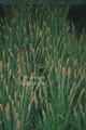 Carex nigra (black flowering sedge)