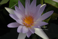 Charles Thomas blue day blooming Tropical lily bare root