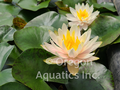 Citrus Twist - Pink Hardy Lily
