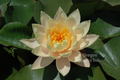 Clyde Ikins - Double Peach Hardy Lily