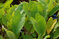 Colocasia esculenta `Elena' (chartreuse yellow taro) gal pot