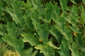 Colocasia esculenta (green taro) bare root