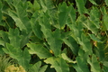 Colocasia esculenta (green taro elephant ear) gallon