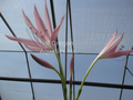 Crinum 'Hannibals Dwarf' (pink flowers) bare root