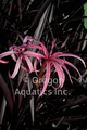 Crinum Menehune (red leaf bog lily) gallon