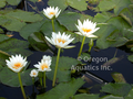 Crystal - White day blooming tropical lily 4