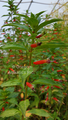 Cuphea ignea (Firecracker/Cigar plant) gal pot