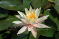 Cynthia Ann -Peach Changeable Hardy Lily