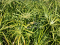 Cyperus alternifolius (umbrella palm) gallon