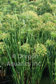 Cyperus haspan (dwarf papyrus) gallon