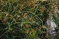 Cyperus longus (umbrella grass) gallon