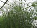 Cyperus papyrus (Egyptian paper plant) gallon