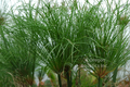 Cyperus papyrus (Egyptian Paper Plant) bare root