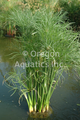 Cyperus percamenthus (compact giant papyrus) gal pot